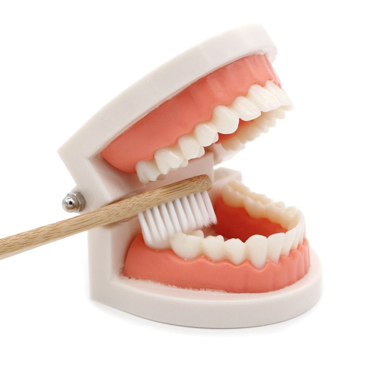 Brushing Tooth Toy