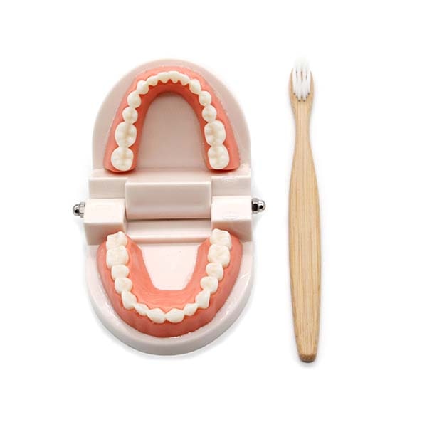 Brushing Tooth Toy