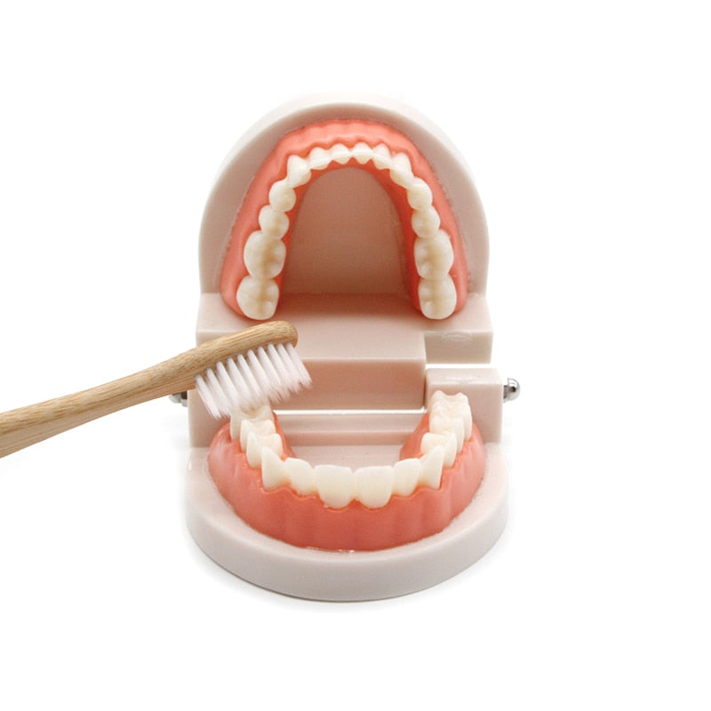Brushing Tooth Toy