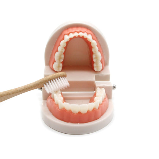Brushing Tooth Toy
