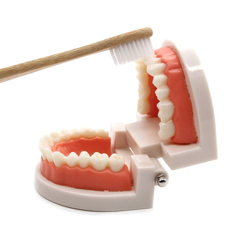 Brushing Tooth Toy