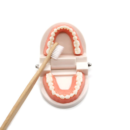 Brushing Tooth Toy