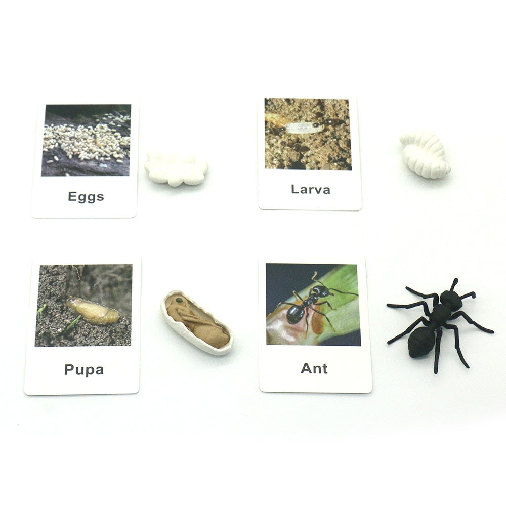 Animals Matching Learning toy
