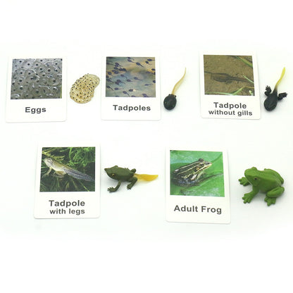 Animals Matching Learning toy